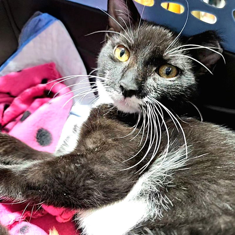 adoptable Cat in Tampa, FL named Bonnie Parker