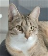 adoptable Cat in tampa, FL named Isabella