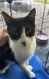 adoptable Cat in tampa, FL named Muppie