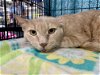adoptable Cat in tampa, fl, FL named Bent Ear
