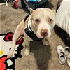 adoptable Dog in , FL named Big Billy