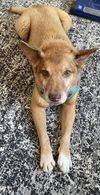 adoptable Dog in Tampa, FL named Leroy Brown