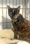 adoptable Cat in Tampa, FL named Lucy