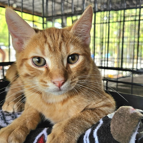 Cat for adoption Chester C. Puff, a Domestic Short Hair / Mixed (short