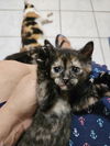 Nala
