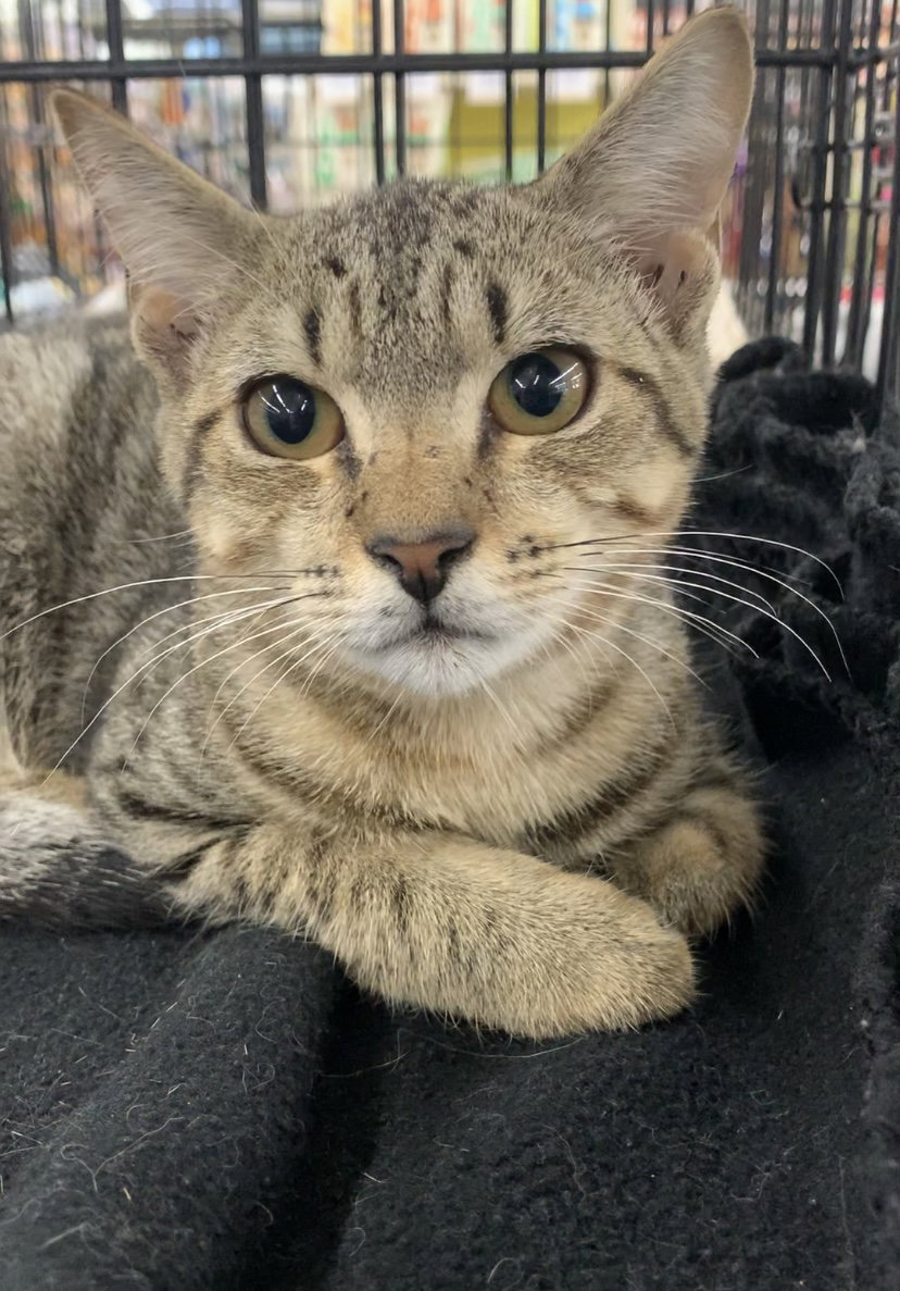 Cat for adoption Apple, a Domestic Short Hair (short coat) in Tampa, FL