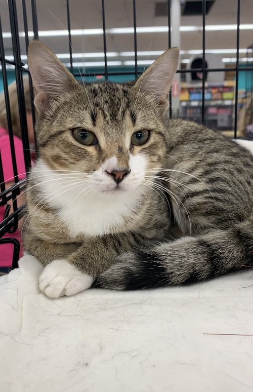 Cat for adoption Magnolia, a Domestic Short Hair (short coat) in Tampa, FL