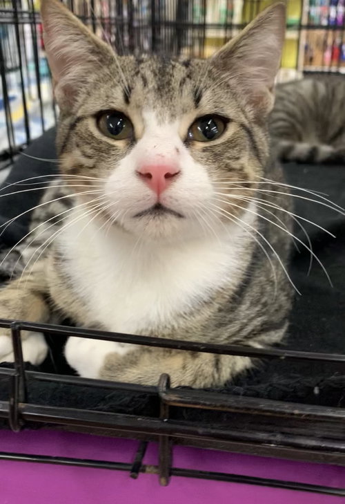 Cat for adoption Juniper, a Domestic Short Hair (short coat) in Tampa, FL