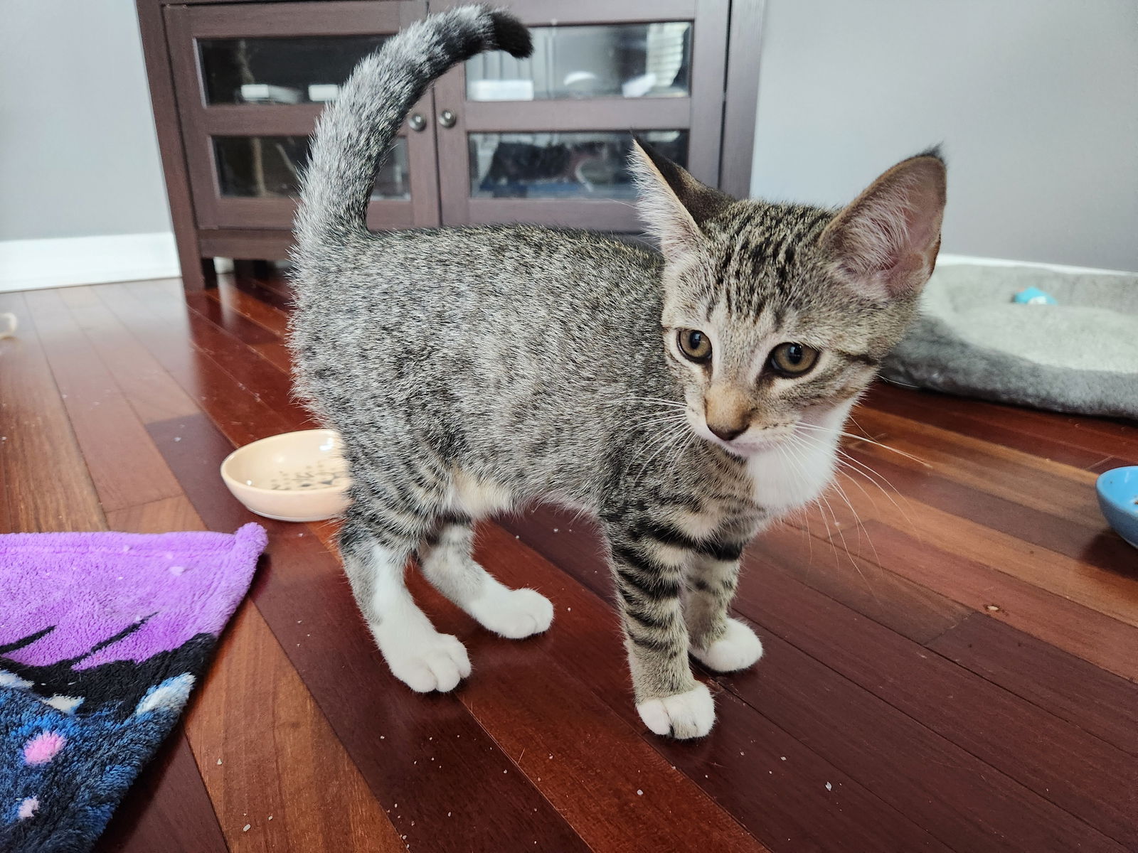 adoptable Cat in Tampa, FL named CuriousGeorge