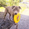 adoptable Dog in  named Marzen