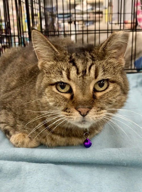 Cat for adoption Lilly, a Domestic Short Hair (short coat) in Tampa, FL