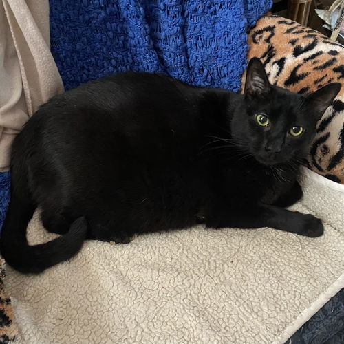 Bagheera