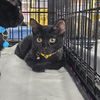 adoptable Cat in tampa, FL named Anthony