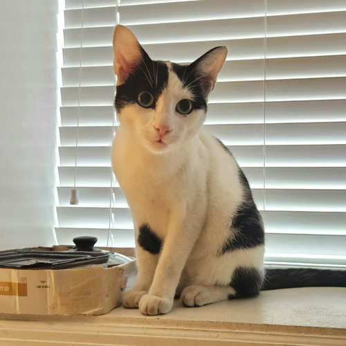 Nile, an adoptable Domestic Short Hair in Tampa, FL