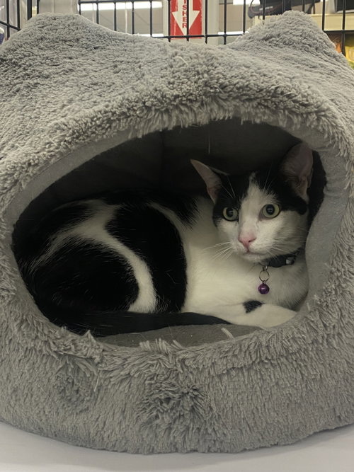 Nile, Young Domestic Short Hair (short coat), cat for adoption in Pinellas Park, Florida