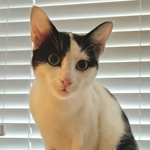 Nile, Young Domestic Short Hair (short coat), cat for adoption in Pinellas Park, Florida