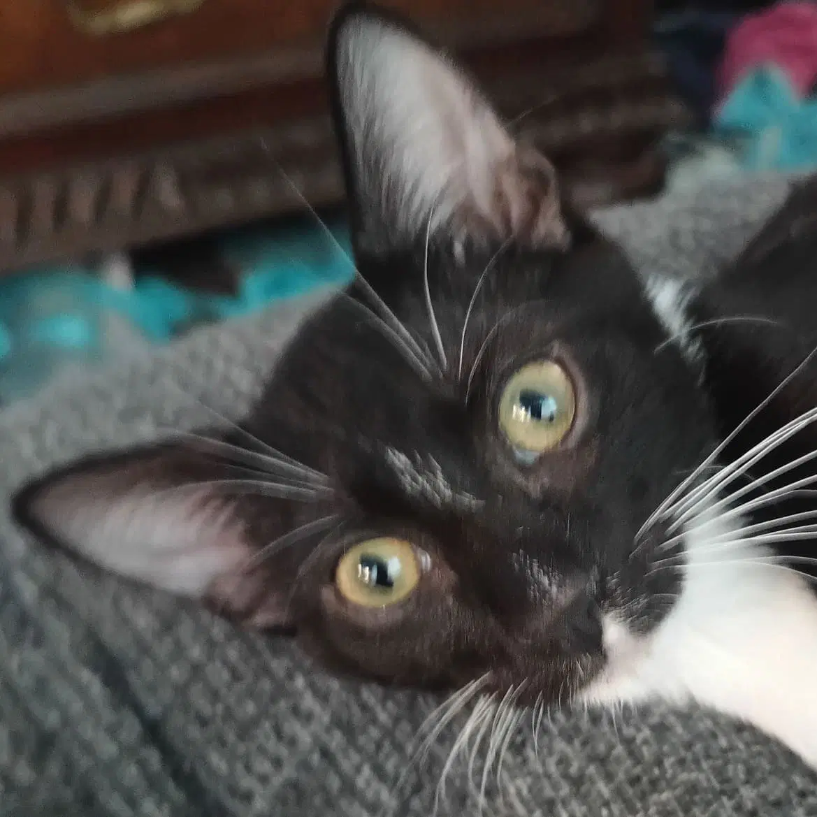 Charles-Haden Savage - Domestic Short Hair