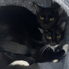 Onyx