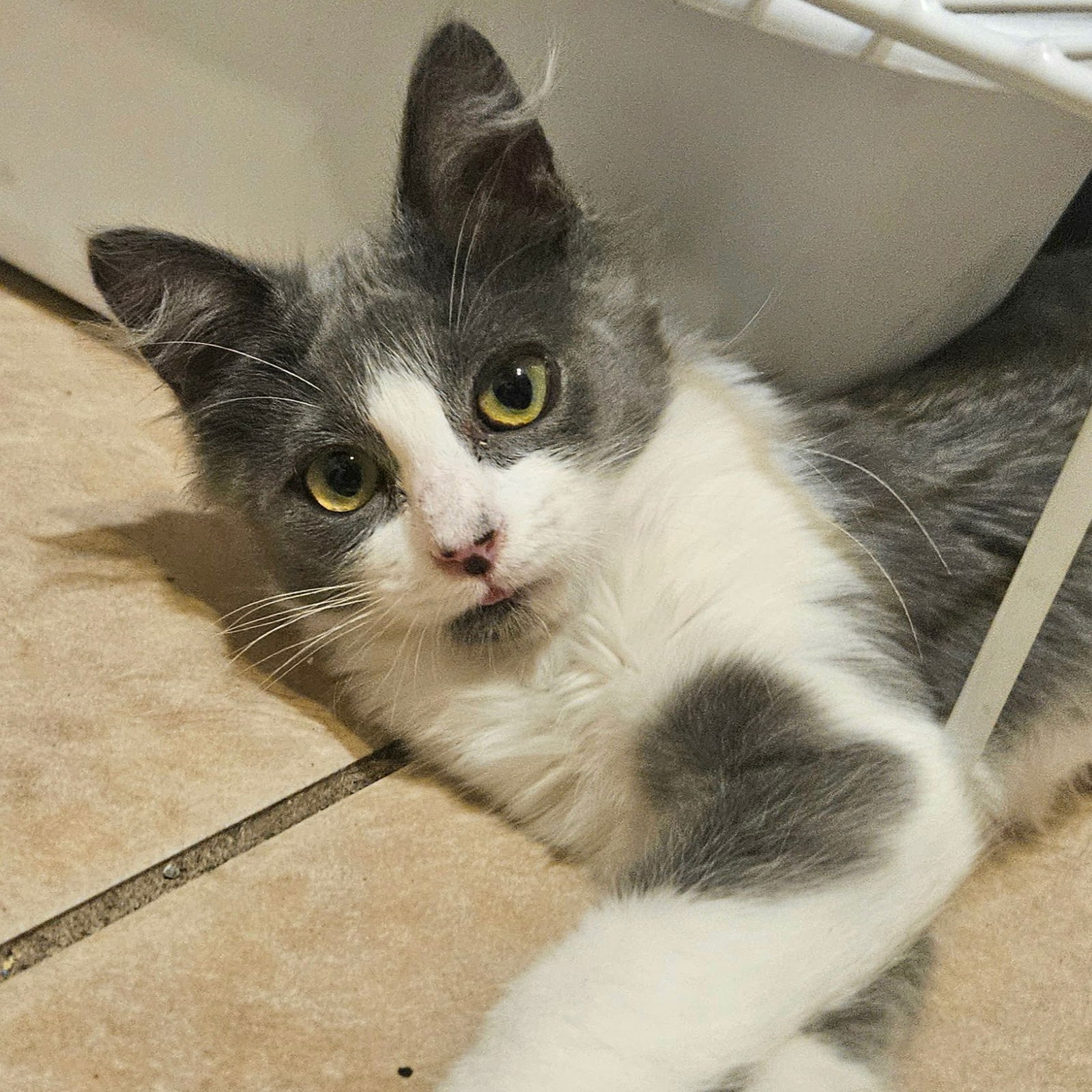adoptable Cat in Tampa, FL named Spitzy