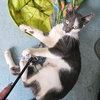 Xena