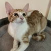 adoptable Cat in tampa, FL named Butterball
