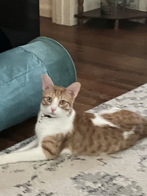 Butterball
