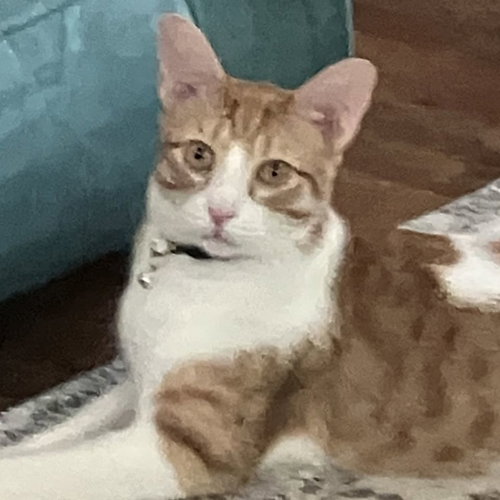 Butterball, Baby Domestic Short Hair (short coat), cat for adoption in Largo, Florida