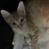 adoptable Cat in tampa, FL named Houdini
