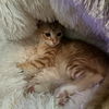Houdini