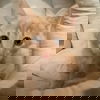 adoptable Cat in tampa, FL named Pinon