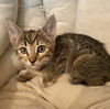 adoptable Cat in tampa, FL named Walnut