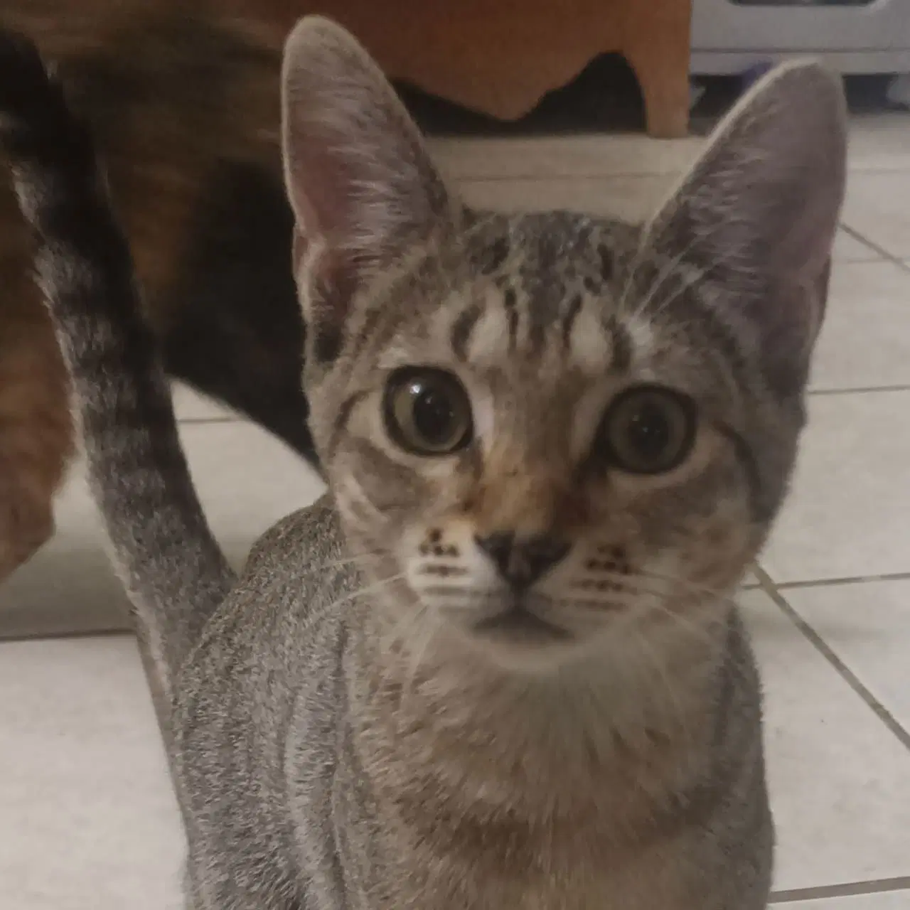 Loretta Durkin - Domestic Short Hair