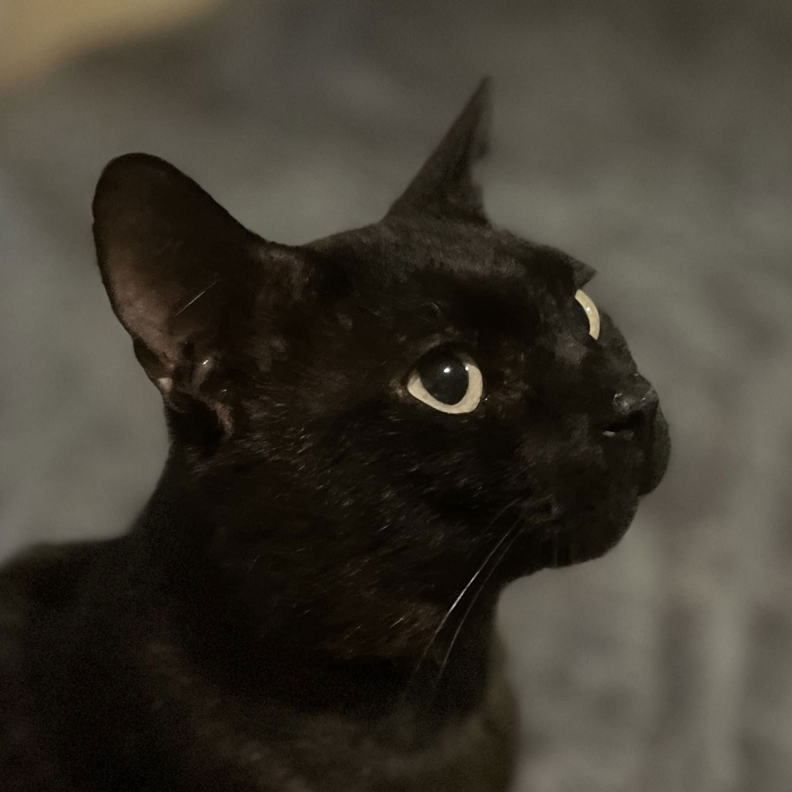 adoptable Cat in Tampa, FL named Beau