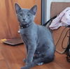 adoptable Cat in Tampa, FL named Smudge