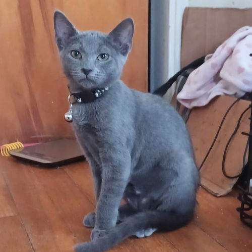 Smudge