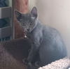 Smudge