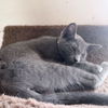 Smudge