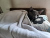 Smudge