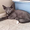 adoptable Cat in Tampa, FL named Soot