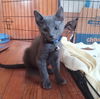 Soot