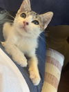 adoptable Cat in Tampa, FL named Maisie