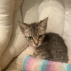 adoptable Cat in Tampa, FL named Gretel