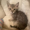 adoptable Cat in Tampa, FL named Hansel