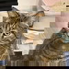 adoptable Cat in Tampa, FL named Heidi