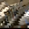 adoptable Cat in Tampa, FL named Tinney (pronounced Tin-ey)