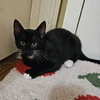 Mewstacia