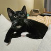 Mewstacia