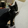 Mewstacia