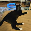 Mewstacia