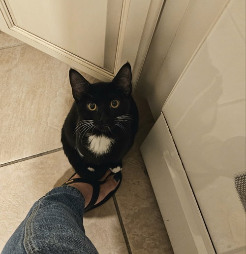 Mewstacia